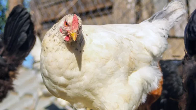 AUMENTA CANTIDAD DE AVES DE CORRAL SACRIFICADAS POR GRIPE AVIAR EN LA ARAUCANÍA