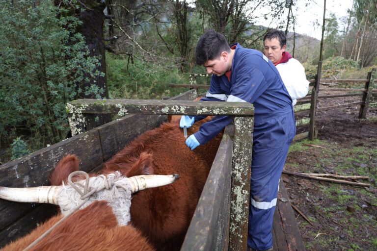 BRINDAN ATENCION A ANIMALES DE CAMPESINOS EN SANTA JULIA