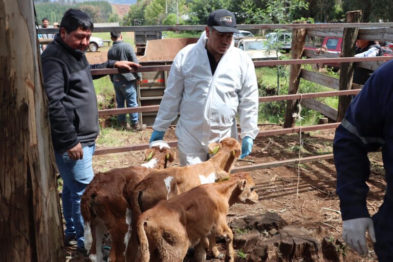 UN IMPULSO AL DESARROLLO AGRÍCOLA: 150 ANIMALES DE LA EMPRESA MANUKA LLEGAN A COLLIPULLI