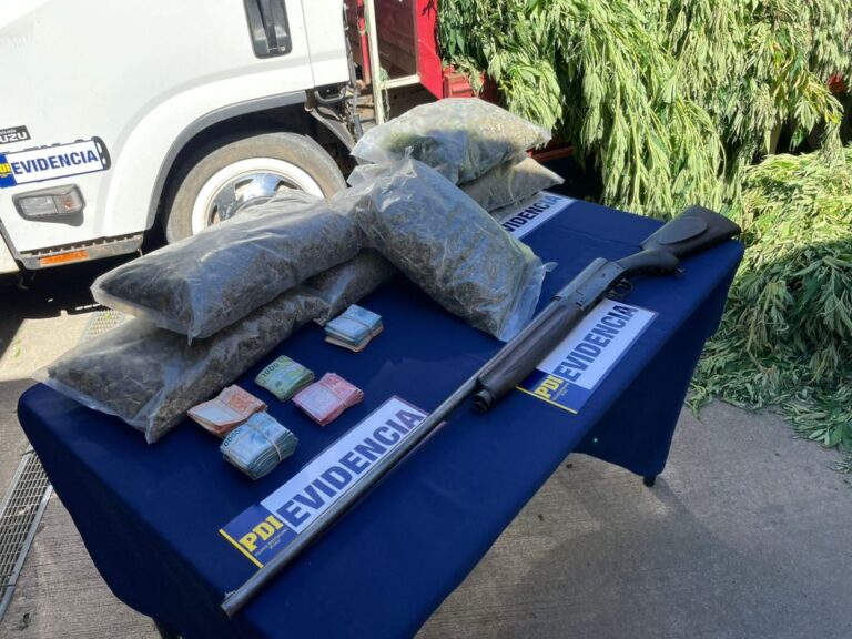Con gran despliegue policial incautan     plantación de marihuana en Pidima