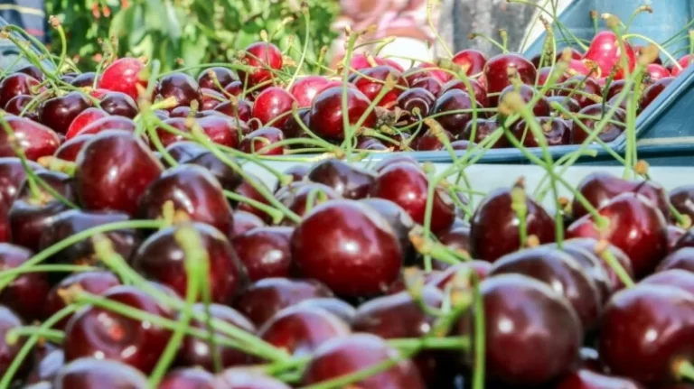 SAG CERTIFICÓ EXPORTACIÓN DE CEREZAS DESDE RENAICO A CHINA