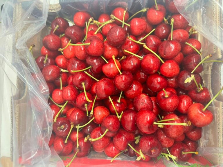 SAG Araucanía certificó más de 2 mil toneladas de cerezas en la reciente temporada