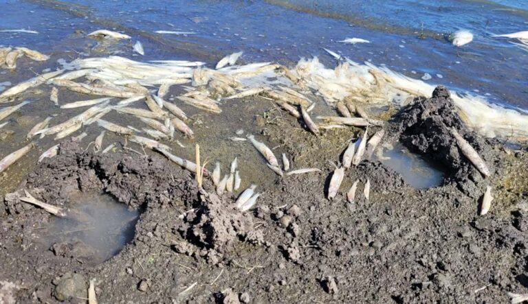 MORTANDAD DE PECES EN RENAICO
