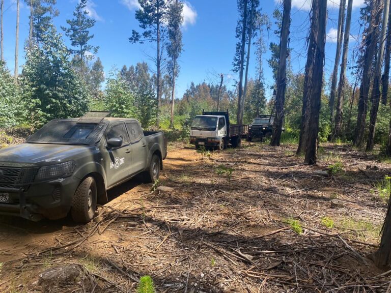 DETENIDO POR ROBO DE MADERA