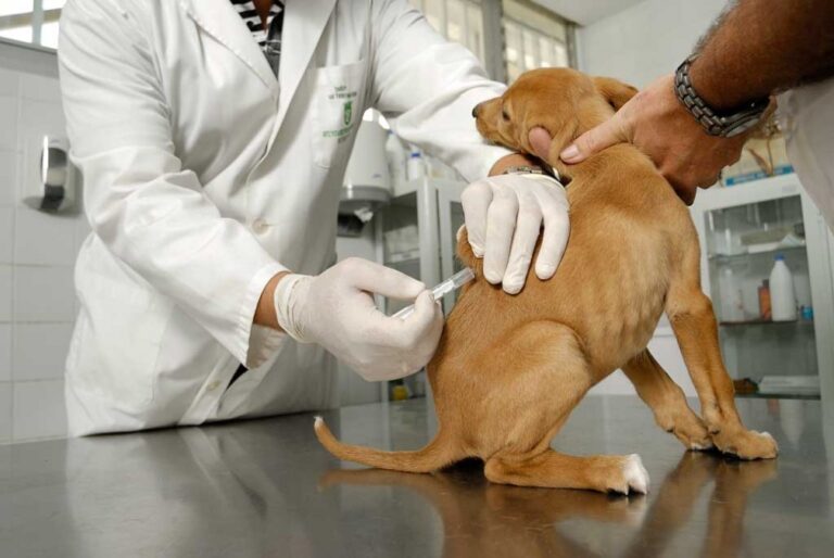 ESTERILIZACIONES GRATUITAS PARA MASCOTAS EN VILLA CURACO