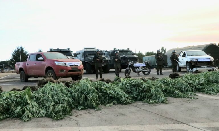 Carabineros decomisa plantación de marihuana y recupera camioneta robada en atentado en Angol