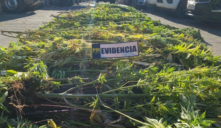 INACUTAN PLANTACION DE CANNABIS SATIVA EN COMUNIDAD MAPUCHE DE ERCILLA