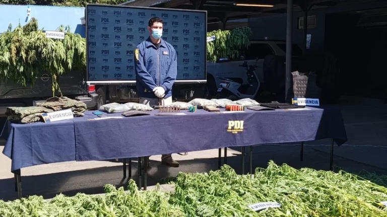 Comunero mapuche es detenido en Ercilla: incautan 293 plantas de cannabis, un arma robada y municiones