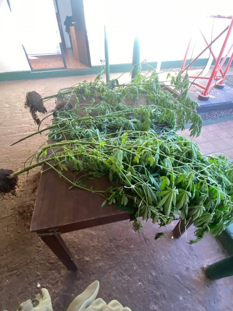 DETENIDO POR CULTIVO ILEGAL DE DROGA EN SECTOR TRANQUE DE ÑANCO, COLLIPULLI