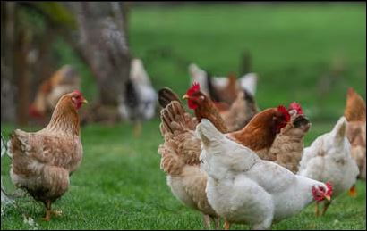 ALERTA TEMPRANA POR EVENTO ZOOSANITARIO