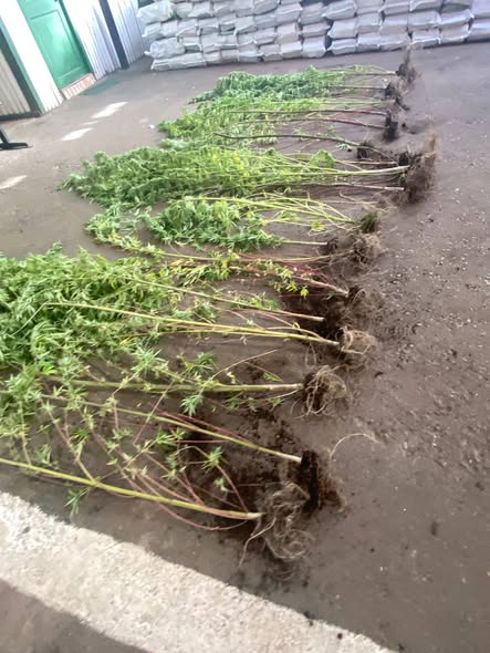 INCAUTAN 19 PLANTAS DE MARIHUANA EN SECTOR RURAL DE COLLIPULLI TRAS DENUNCIA ANÓNIMA