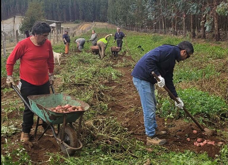Cortafuegos que alimentan: la cosecha de papas que transforma prevención en desarrollo en La Araucanía