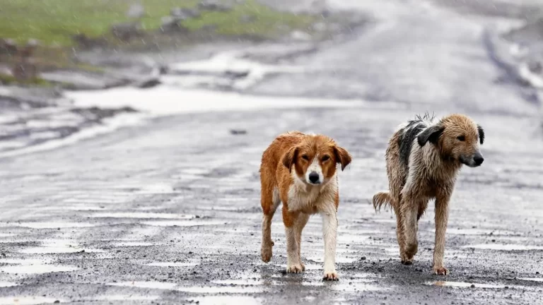 Preocupación en Villa Curaco por abandono de mascotas: vecinos denuncian aumento de perros y gatos en situación de calle