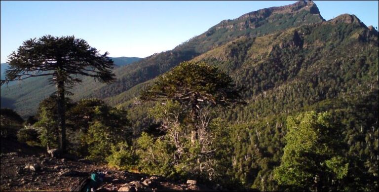 Bomberos y Carabineros despliegan operativo de búsqueda por cuatro personas extraviadas en sector cordillerano de Pemehue