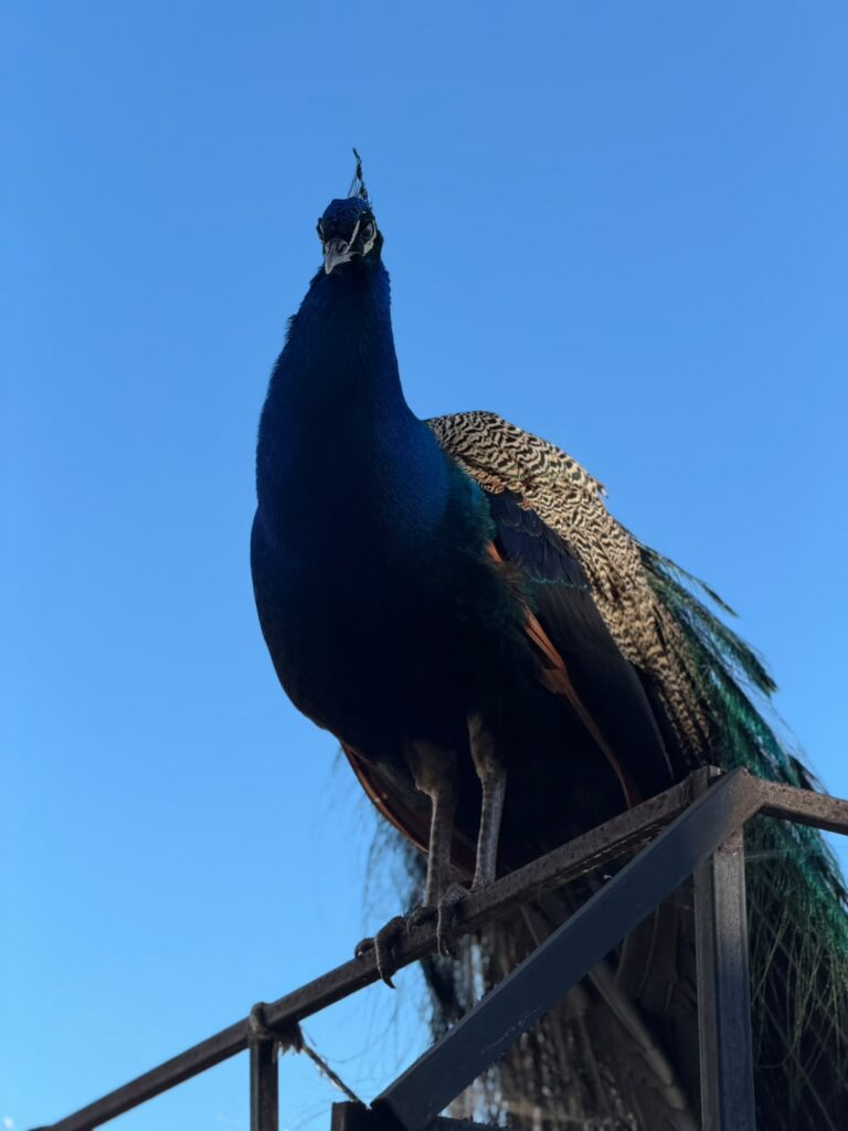 Una visita inesperada: pavo real sorprende a familia de Collipulli en el patio de su casa